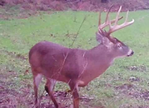 Big Deer on Langham Outdoors ground