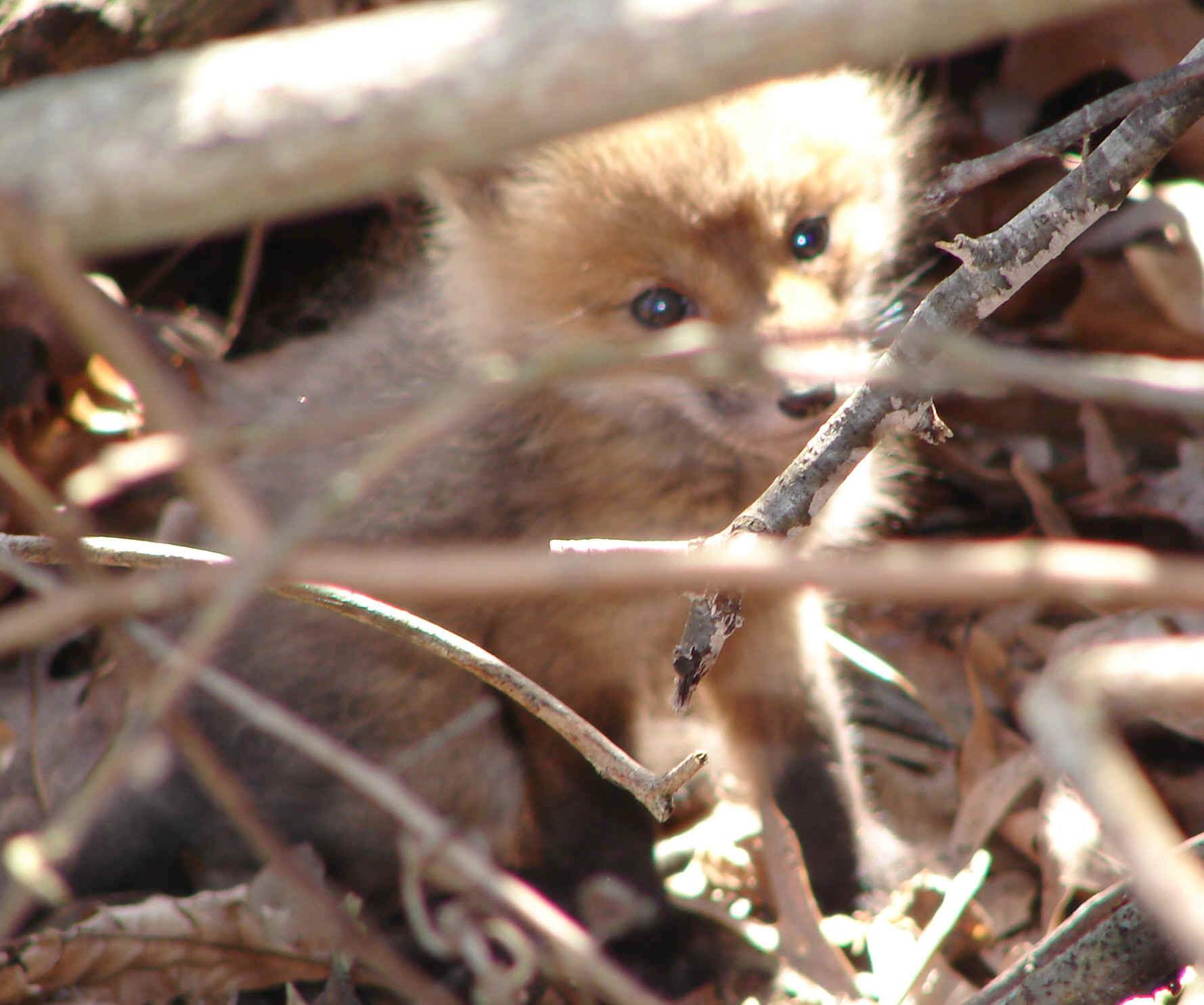 Fox kit at Langham Outdoors